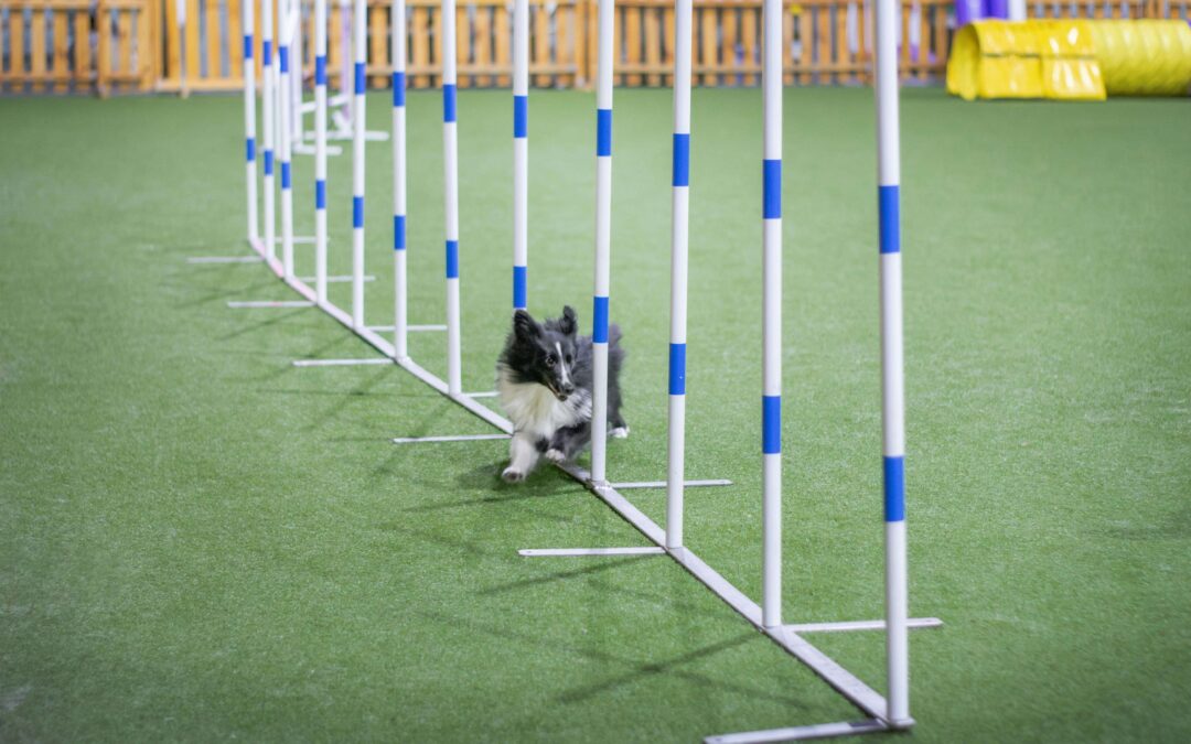 Agility class